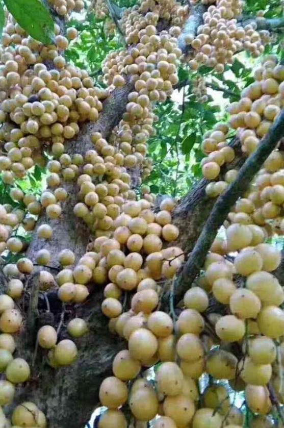 椰风海韵，梦中的海南度假天堂🌴🌊