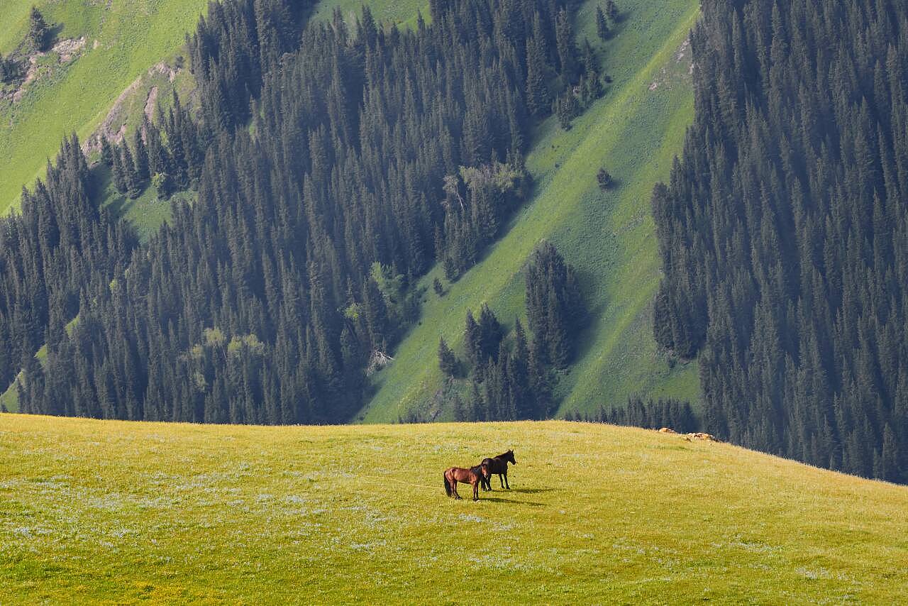 新疆草原深情凝望,阳光下的心灵共鸣